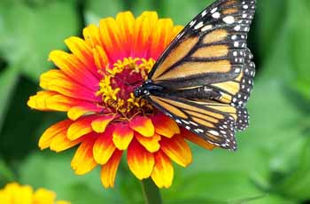 服务器攻击方式